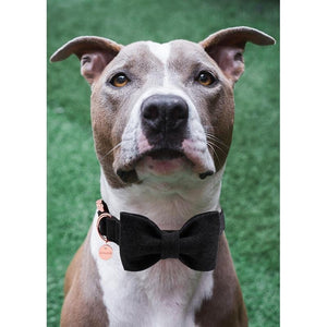 Black Cotton Dog Collar Bow Leash Set