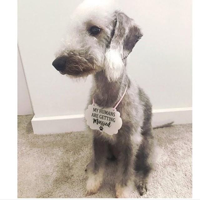 Dog Wedding Sign